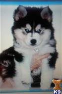 siberian husky puppy posted by Beverly McHargue